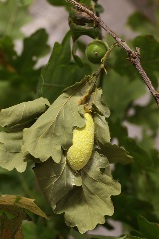 Antheraea (Antheraea) yamamai